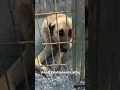 Lagu Honden in het bosasiel Istanbul wachtend op hun eigen huisje