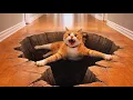 Dogs Cats Funny Reaction To Optical Illusion Rug Fake 3D Hole Prank