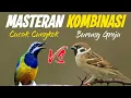 Masteran Kombinasi Tembakan Mewah Di sukai Juri | Cucak Cubgko vs Burger