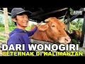 Lagu PROSPEK MENGGIURKAN BETERNAK SAPI \u0026 KAMBING DI LAHAN PESISIR TRANSMIGRASI KALIMANTAN