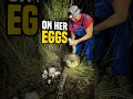 We Found a 13-Foot Python on Her Eggs