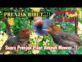 Download Lagu Prenjak Tarung Ribut Ampuh Buat Pikat Dan Pancingan Prenjak Bahan
