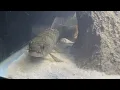 New Predator fish - Australis wolf fish