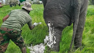 𝙀𝙡𝙚𝙥𝙝𝙖𝙣𝙩 𝙝𝙞𝙩 𝙗𝙮 𝙩𝙧𝙖𝙥 𝙨𝙝𝙤𝙩 😢😢 #animalplanet #elephant #bbcearth #veterinary #wildlife #animals
