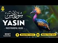 Download Lagu Relaxing Surah Yasin for Sleep, Depression, \u0026 Anxiety ✦ Yaseen سورة يس ✦ Soothing Quran ✦ Hejazi