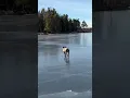 Download Lagu Swedish Staffie having  a n-ice time on a lake