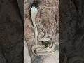 Download Lagu Cobra vs deadly venomous snake Russell's viper #snake #youtubeshorts #shorts