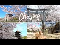 Download Lagu A weekend of chasing sakura blooms. Hiroshima | Miyajima | Rurikoji | Tokusa Hachimangu
