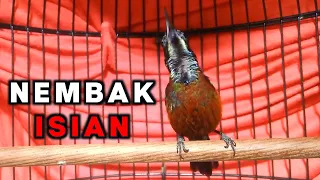 Download SUARA KONIN GACOR NEMBAK, Cocok Untuk Masteran Burung Kolibri Ninja Lomba MP3