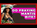 Do Praying Mantis Bite - Reptilian Wonders