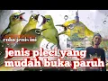 Download Lagu jenis pleci yang mudah buka paruh - coba rawat ini