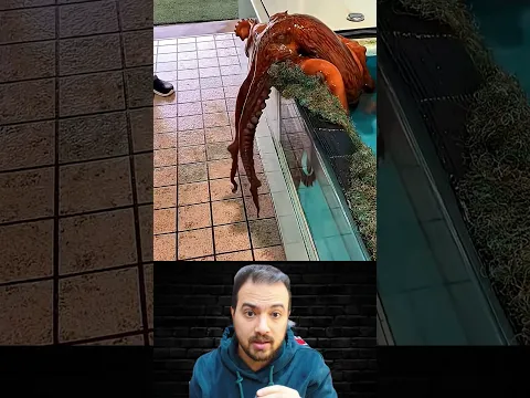 ليه الاخطبوط بيقدر يهرب