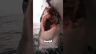 خطرناک ترین کوسه هایی که به انسان حمله میکنن 