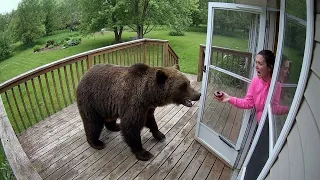 Dangerous Animals Caught Being Friendly