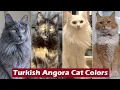 Top 10 Turkish Angora Cat Colors Patterns Turkish Angora Cat Colors
