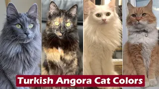 Top 10 Turkish Angora Cat Colors Patterns Turkish Angora Cat Colors