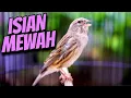 Download Lagu MATERI CENGKOK ISIAN MEWAH - MASTERAN KENARI ISIAN BLACKTHROAT GACOR SUARA JERNIH FAVORITE JURI