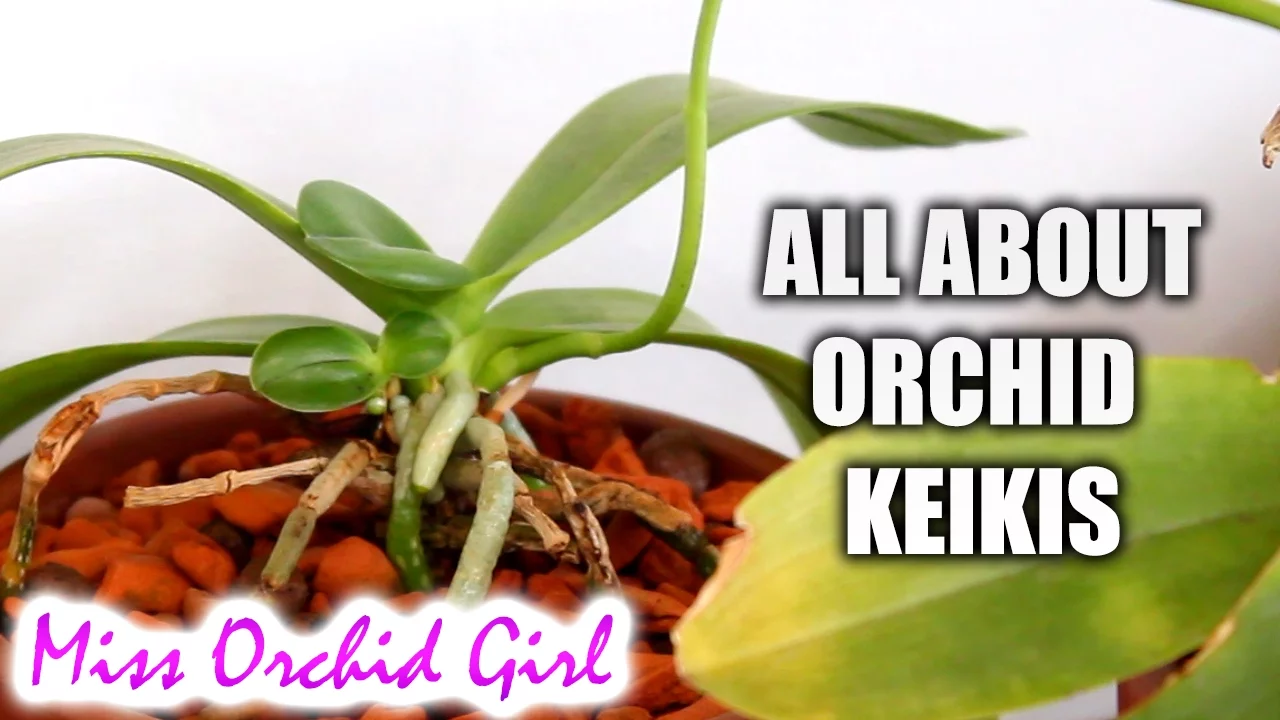 ALL ABOUT ORCHID KEIKIS VIDEO REQUEST!