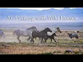 An Evening with the Onaqui Mountain Wild Horses in the Utah West Desert