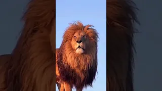 قوة زئير الاسد Lion  قوة زئير الاسد Lion