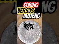Download Lagu Cliring Vs Jaliteng #jangkrik #jangkrikkalung #ternakjangkrik #masukberanda