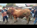 Lagu 47 JUTA‼️ LIMOUSIN MONSTER LEHER BETON BURUAN PARA JURAGAN Pasar Sapi Plaosan