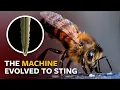 Download Lagu How do bee stingers work?