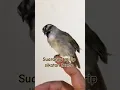 Download Lagu burung ini suara nya mirip sikatan londo