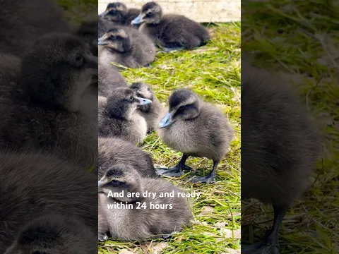 From nest to self-sufficient - The first 24 hours of an eider duckling.