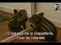 Memes corses hilarants la macagna dans toute sa splendeur Compilation qui va vous faire rire