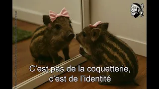 Memes corses hilarants la macagna dans toute sa splendeur Compilation qui va vous faire rire