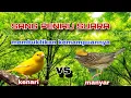 Lagu ISIAN DAN MASTERAN PERTARUNGAN SUARA KENARI VS MANYAR PALING GACOR