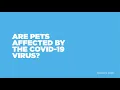 Are Pets Affected by COVID-19