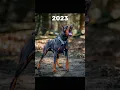 Download Lagu 2023 Dobermann vs 5000 Bce Dobermann || #viral #shortvideo