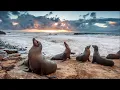 Download Lagu Fur Seal Cry - Loud Repetitive Sound