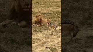 نظرة واحدة هيبة الأسد 