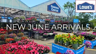 NEW Plants at Lowe s Garden Center June 2026