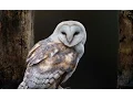 Owl as a Totem Your Personal Power Animal s Personality Characteristics and Life-Path Lessons