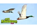 Lagu Ducks for Kids | All about Ducks | Fun Videos for Kids