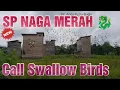 Download Lagu Suara Panggil Walet Naga Merah Cocok Untuk Wilayah Sentral Walet Call swift birds Sound นกสวยงาม
