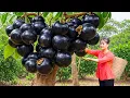 Download Lagu Harvesting Giant Hybrid Mangosteen \u0026 Making Unique Salad – Would You Try This Special Dish?