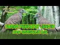 Download Lagu SUARA PERKUTUT JERNIH DENGAN GEMERICIK AIR SERASA DI ALAM LIAR