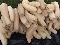 Luffa Growing Season 2015 long version