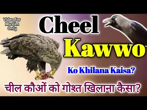 Cheel Kawwa Ko Gosht Khilana Kaisa | Sadqa Ka Gosh Eagle & Crow Ko Dalna Kaisa | Moozi Parindey