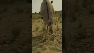 Donkey Breeding Video Shortvideo Shortsfeed Shortsyoutube Shortviral Shortvideos Shorts 