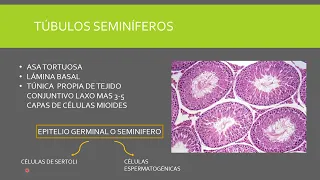 HISTOLOGÍA DEL APARATO GENITAL MASCULINO. Dra Andreina Molina