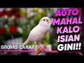 Download Lagu Kenari isian JALAK SUREN❗AUTO MAHAL KALO BUNYI GINI