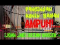 Download Lagu Pancingan Ampuh Konin Bahan Langsung Nyaut | cocok buat suara pikatan MP3