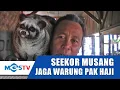 SEEKOR MUSANG JAGA WARUNG MAKAN 24 JAM