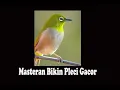Download Lagu download masteran pleci lengkap || PAKAI MASTERAN INI SETELAH PLECI DIMANDIKAN \u0026 DIJEMUR